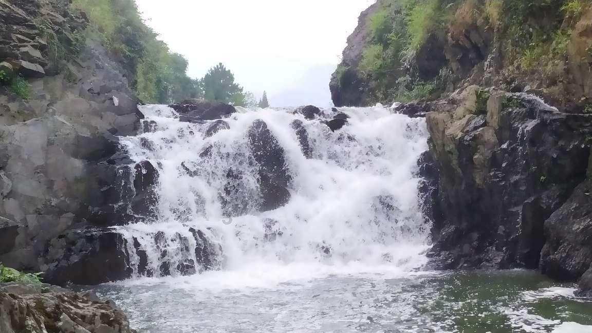 救援卷耳兔